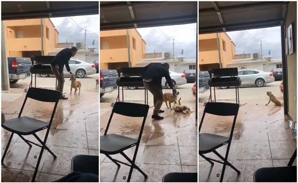 Apuñalan a perro en video; Piedras Negras alista denuncia