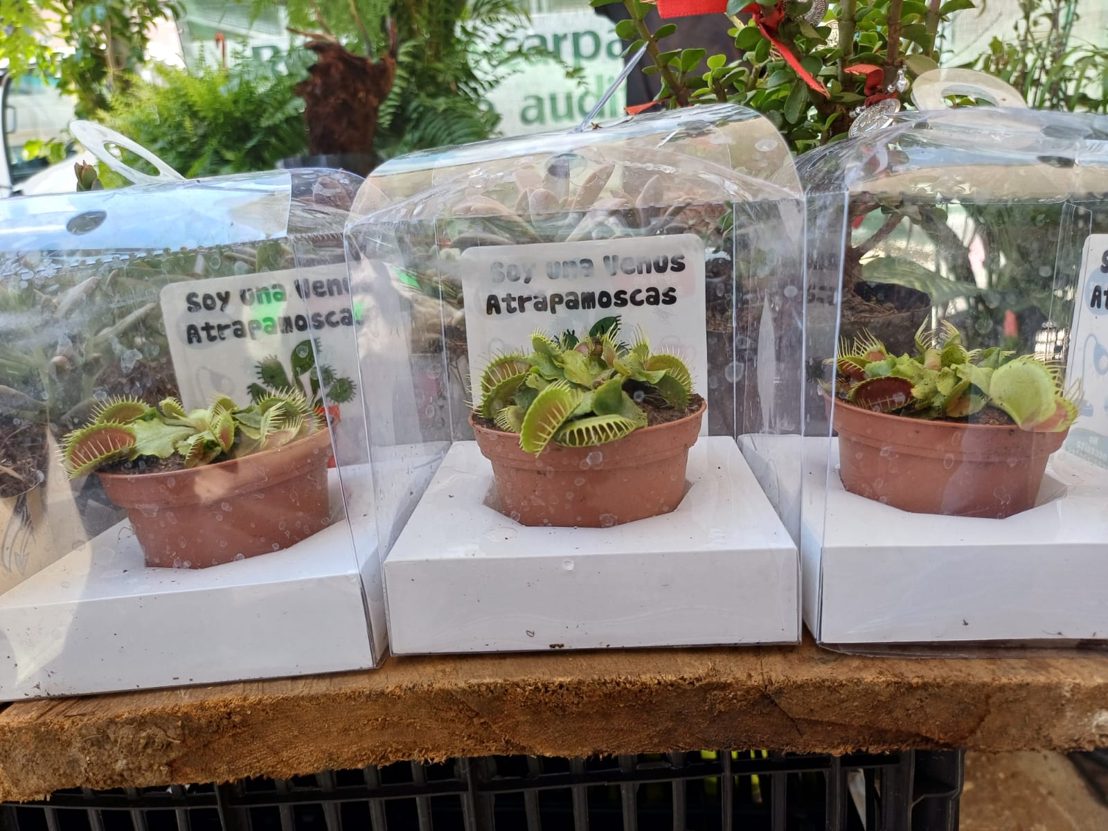 Foto: Humberto Torres