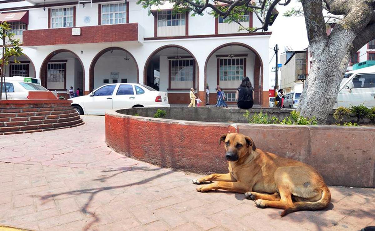 Aumentan multas para quien abandone o maltrate a una mascota en SLP