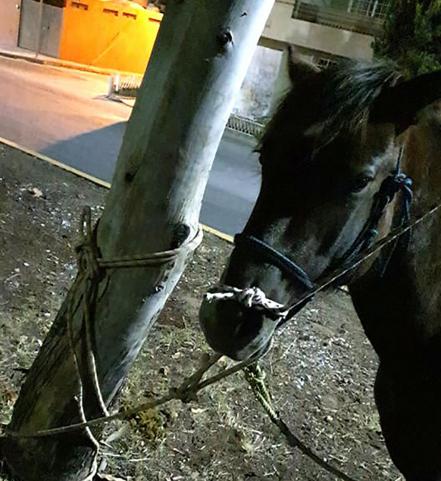 Equinos sueltos en Salvador Nava pudieron provocar accidentes