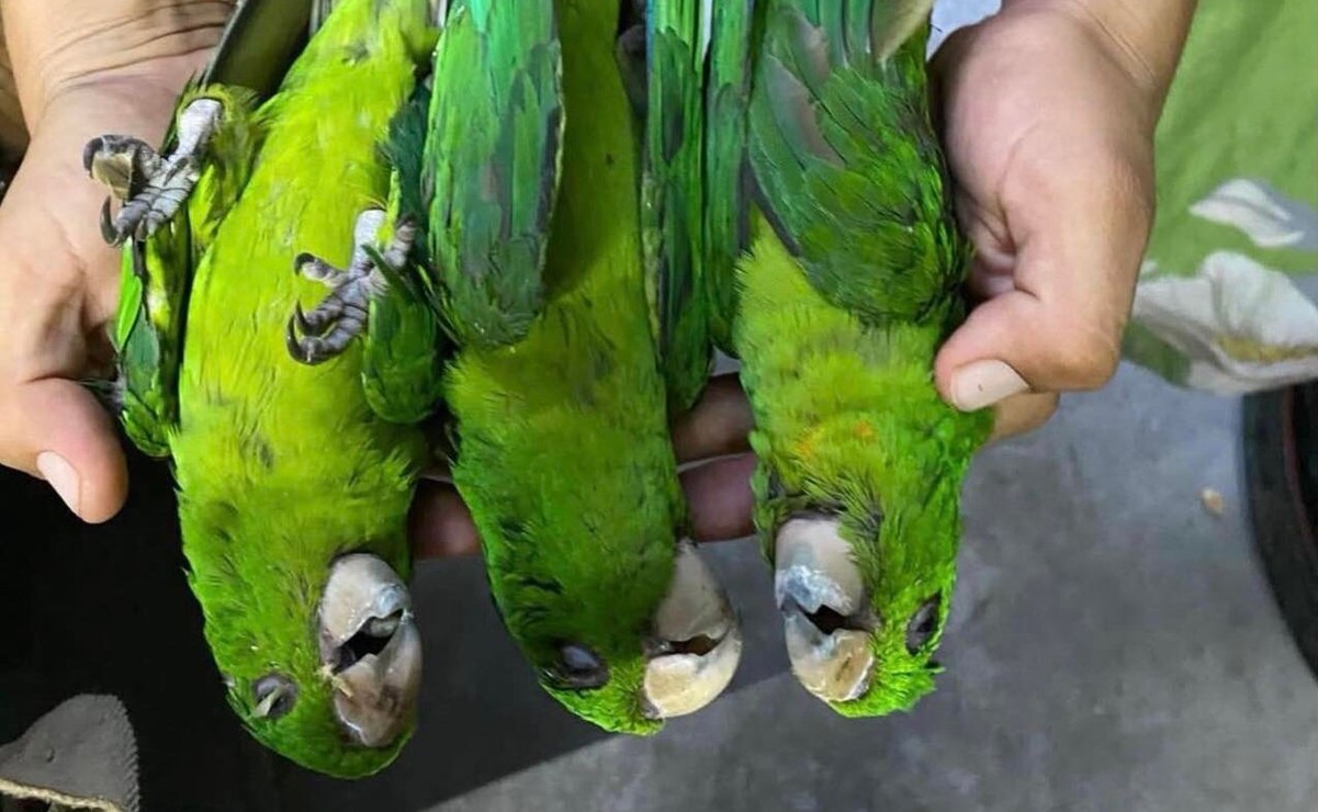 Aves caen muertas por deshidratación ante ola de calor en la Huasteca Potosina  