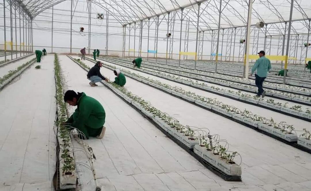 Desacato de empresas mexicanas pondría en riesgo al T-MEC, advierte Secretaría del Trabajo