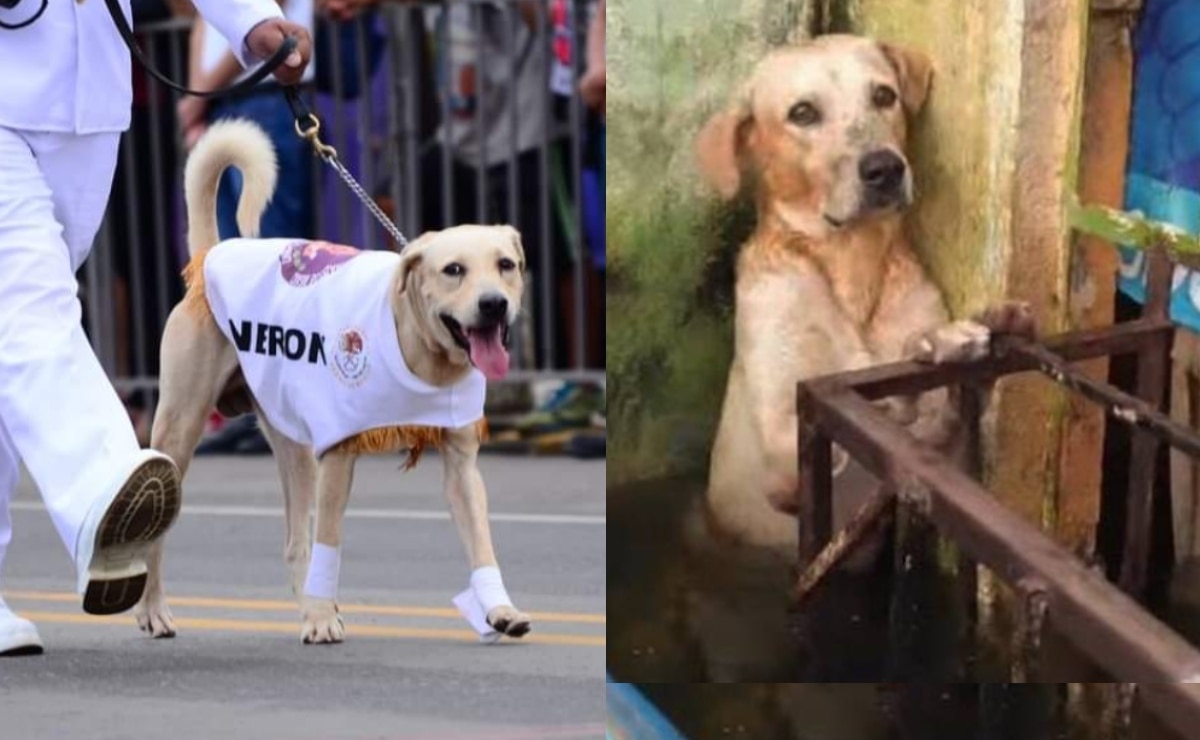 VIDEO. Así desfiló Nerón, el perrito rescatado por la Marina en Tabasco  