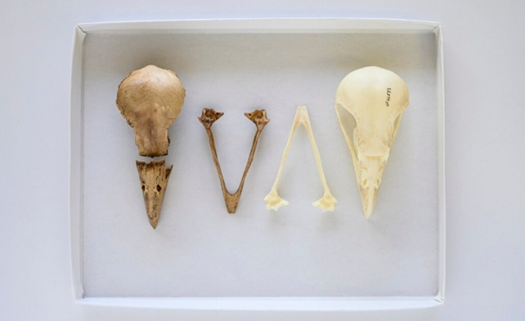 Foto: FLORIDA MUSEUM PHOTO BY KRISTEN GRACE