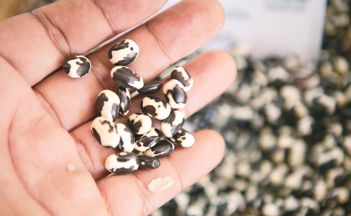 ¿Los frijoles son fuente de proteínas o carbohidratos?