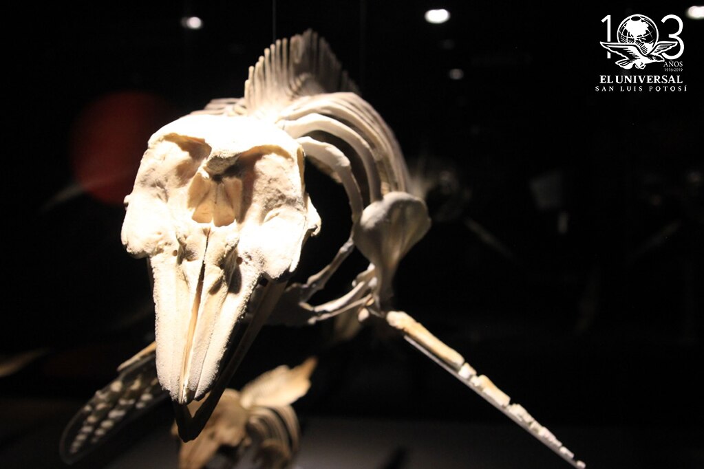 Exposición “Vaquita marina entre redes, una historia que no debe repetirse” 