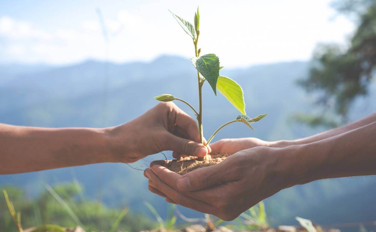 La capital potosina fue galardonada por haber cumplido en sus planes de reforestación y creación de pulmones urbanos, con cinco estándares internacionales. Foto: Freepik
