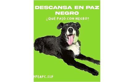 Tras asesinato de “Negro”, crearán área para atender delitos contra animales en capital de SLP