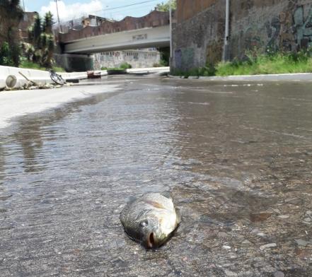 Muebles, colchones y toneladas de basura, colapsan drenajes y colectores en SLP