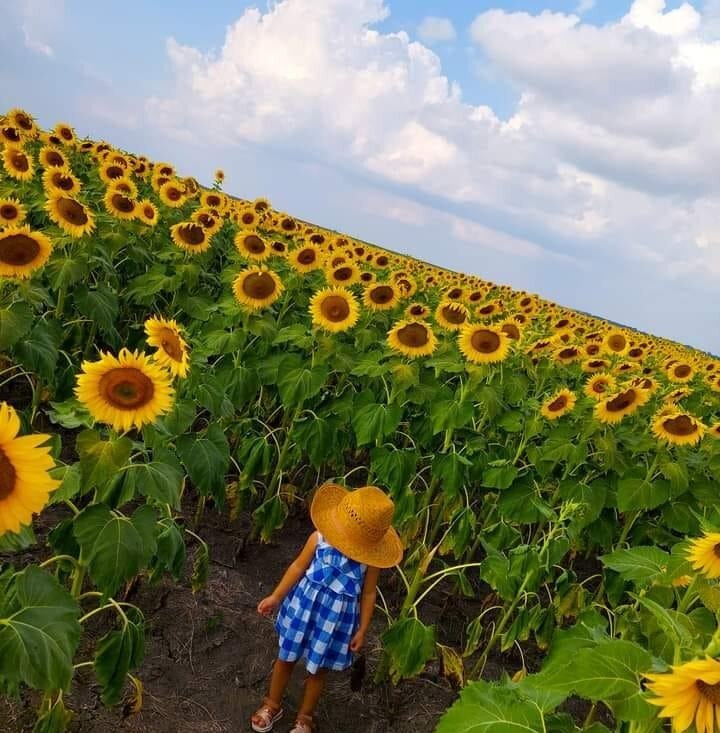 Campo de Girasoles de Tamuín. Foto: Redes sociales