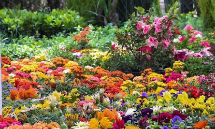 ¡Atención amantes de las plantas! Llega a SLP la Feria de las Flores