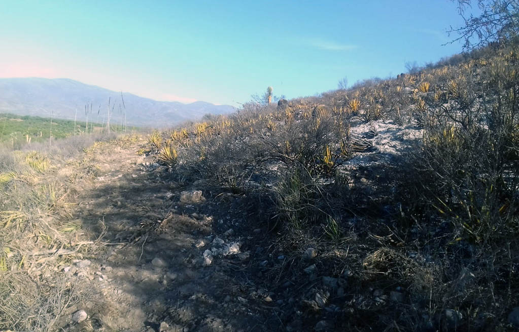 Prevalecen incendios en territorio potosino
