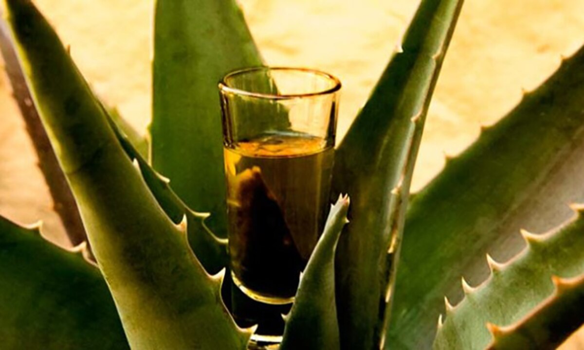 SLP buscará detonar producción de mezcal