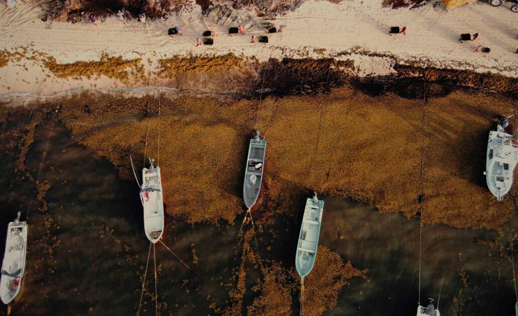 13 cosas que sabemos del sargazo en las playas de Quintana Roo