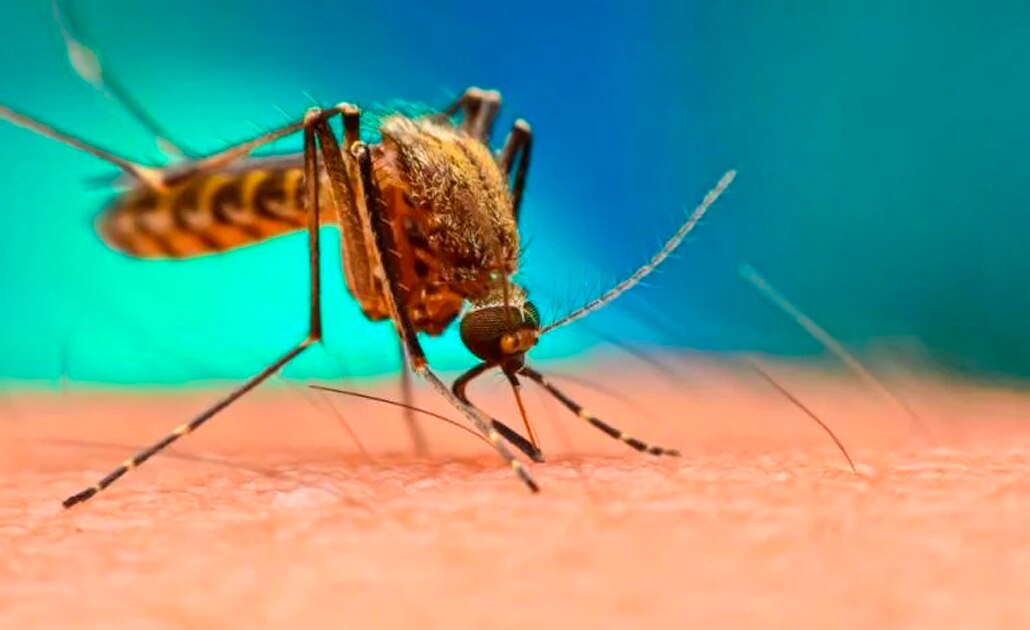 Casos de dengue alcanzan su máximo histórico