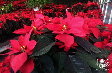 Nochebuena, la flor de Navidad