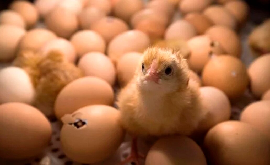 Foto: AFP | El Universal