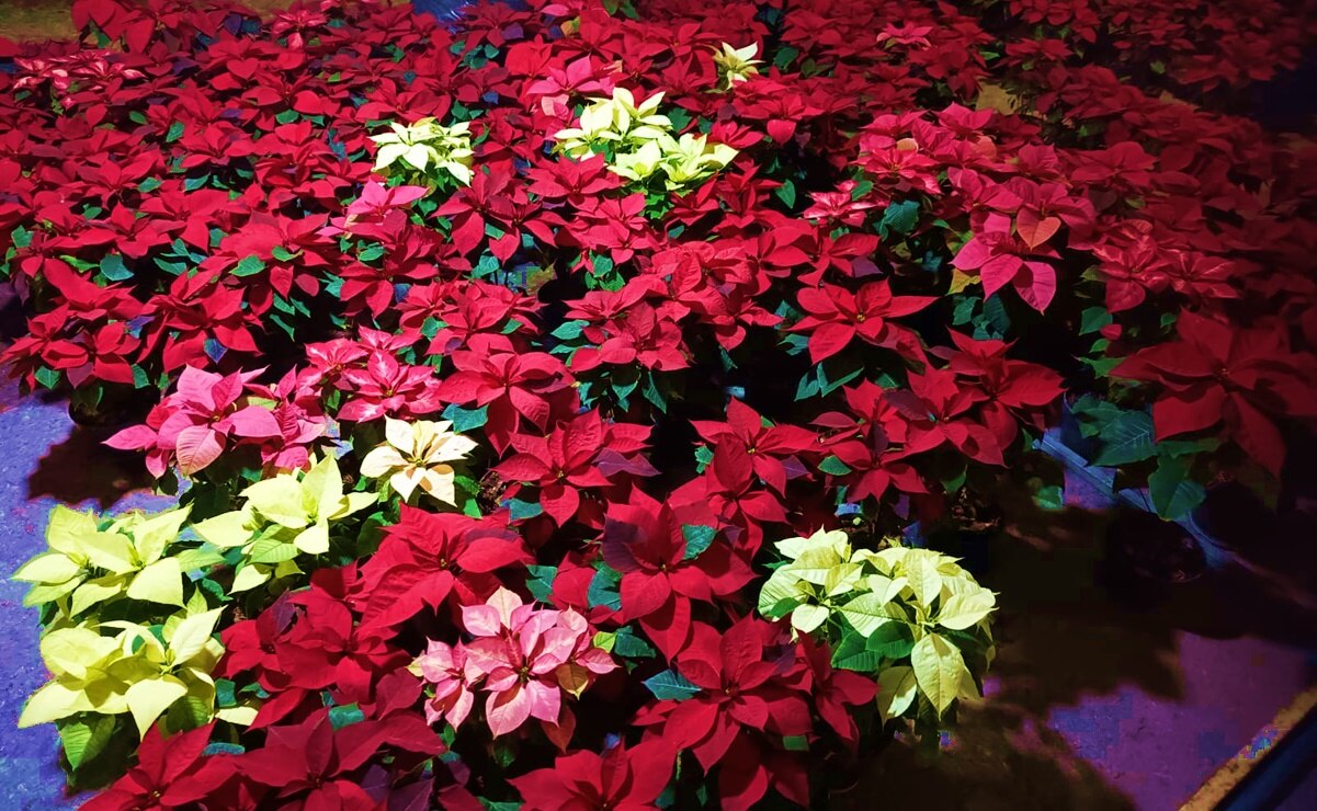 ¿Cómo mantener las nochebuenas durante y después de la temporada navideña?. Foto: Jazmín Ramírez García