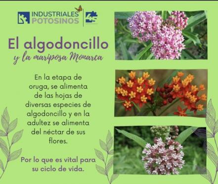 Empresarios de SLP donan algodoncillo, planta vital para las mariposas monarca