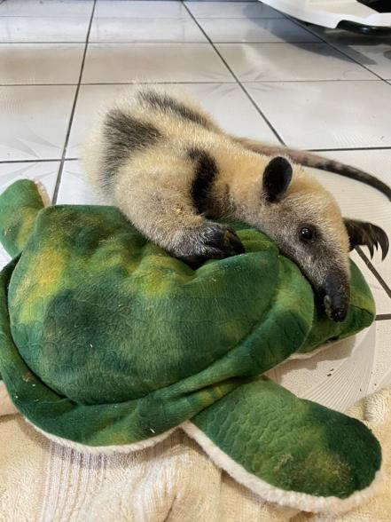 Chofer halla oso hormiguero en camino cañero de Veracruz y lo entrega a refugio de SLP