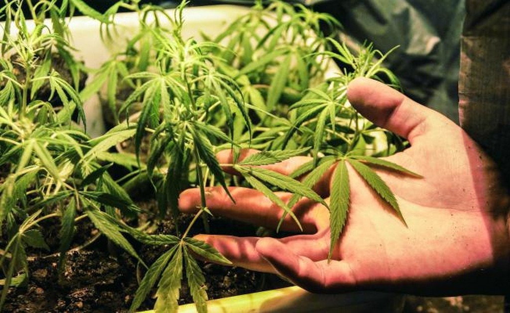  Empresa en Canadá busca a catadores de marihuana; recibe más de 500 solicitudes