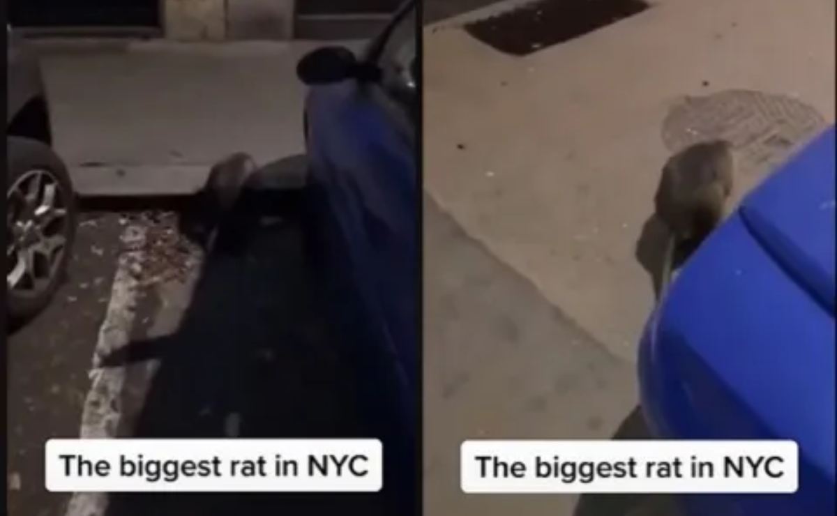 Rata gigante es captada en Nueva York, video se vuelve viral