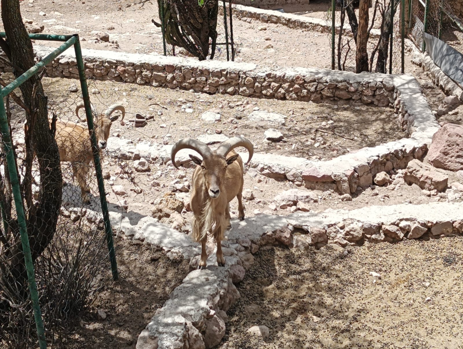 "Festival Morya llega al Zoológico de Mexquitic: un espectáculo único de águilas, danza y sabiduría ancestral. Foto: Jazmín Ramírez