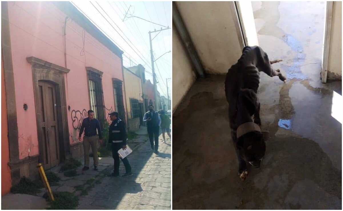 Rescatan a dos perritos en la capital de San Luis, víctimas de maltrato animal. Fotos: Especiales