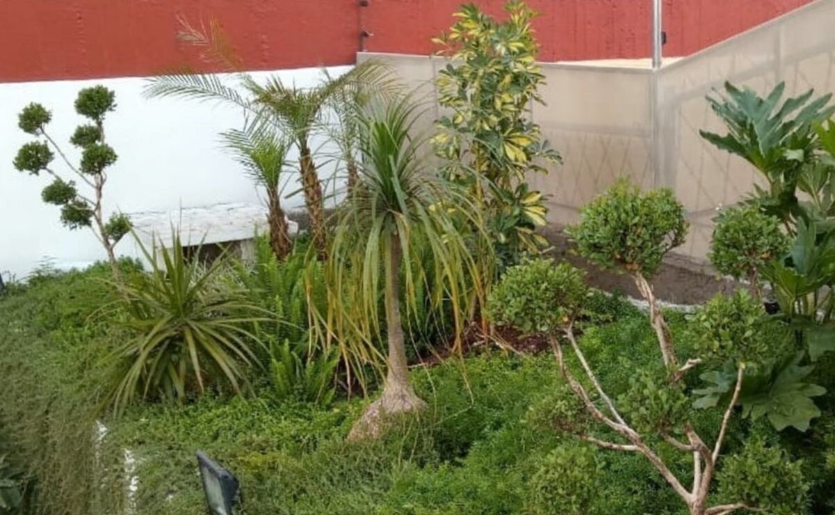 Azoteas verdes, una alternativa para reducir el calor en tu hogar ante las altas temperaturas