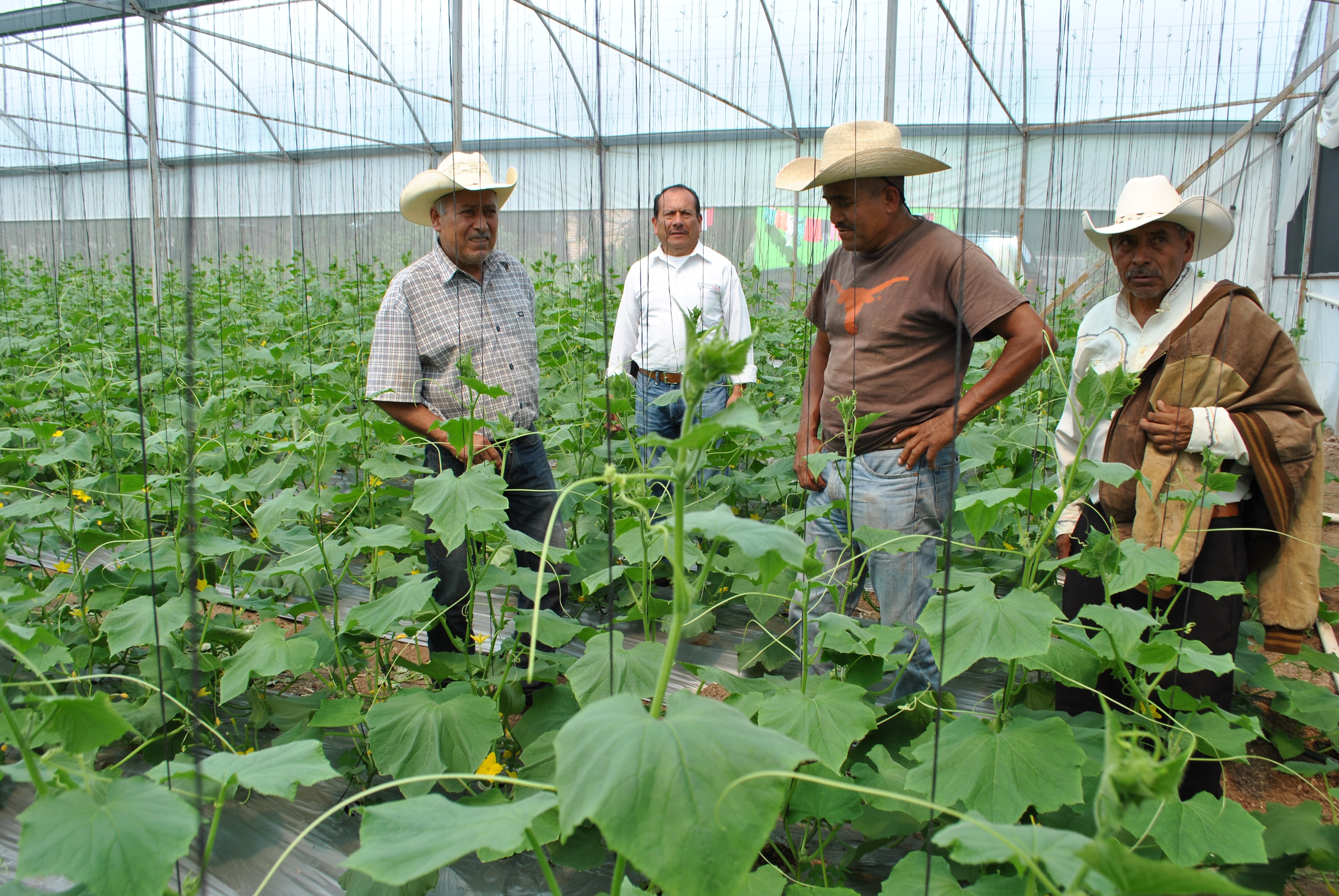 Sistemas de riego en campo potosino