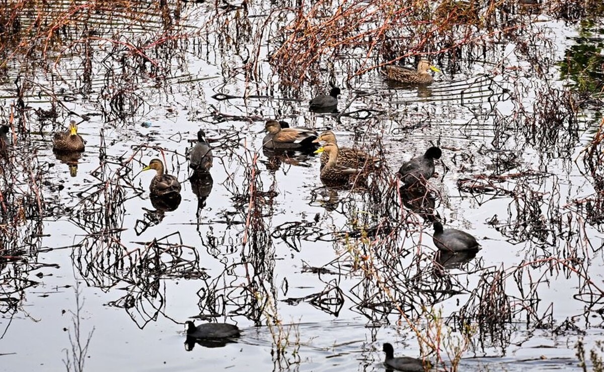 Aves migratorias del parque Tangamanga I, tesoro de más de 87 especies en SLP