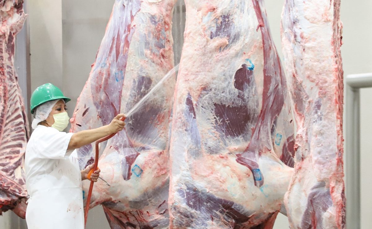 Destruyen casi mil 200 kilos de carne contaminada con clembuterol en SLP 