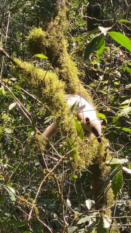 Liberan a oso hormiguero en reserva natural privada ubicada entre SLP y Querétaro