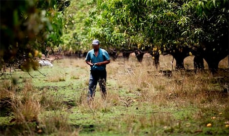 Trabajadores agrícolas de zona Media y Huasteca migran al resto del país 
