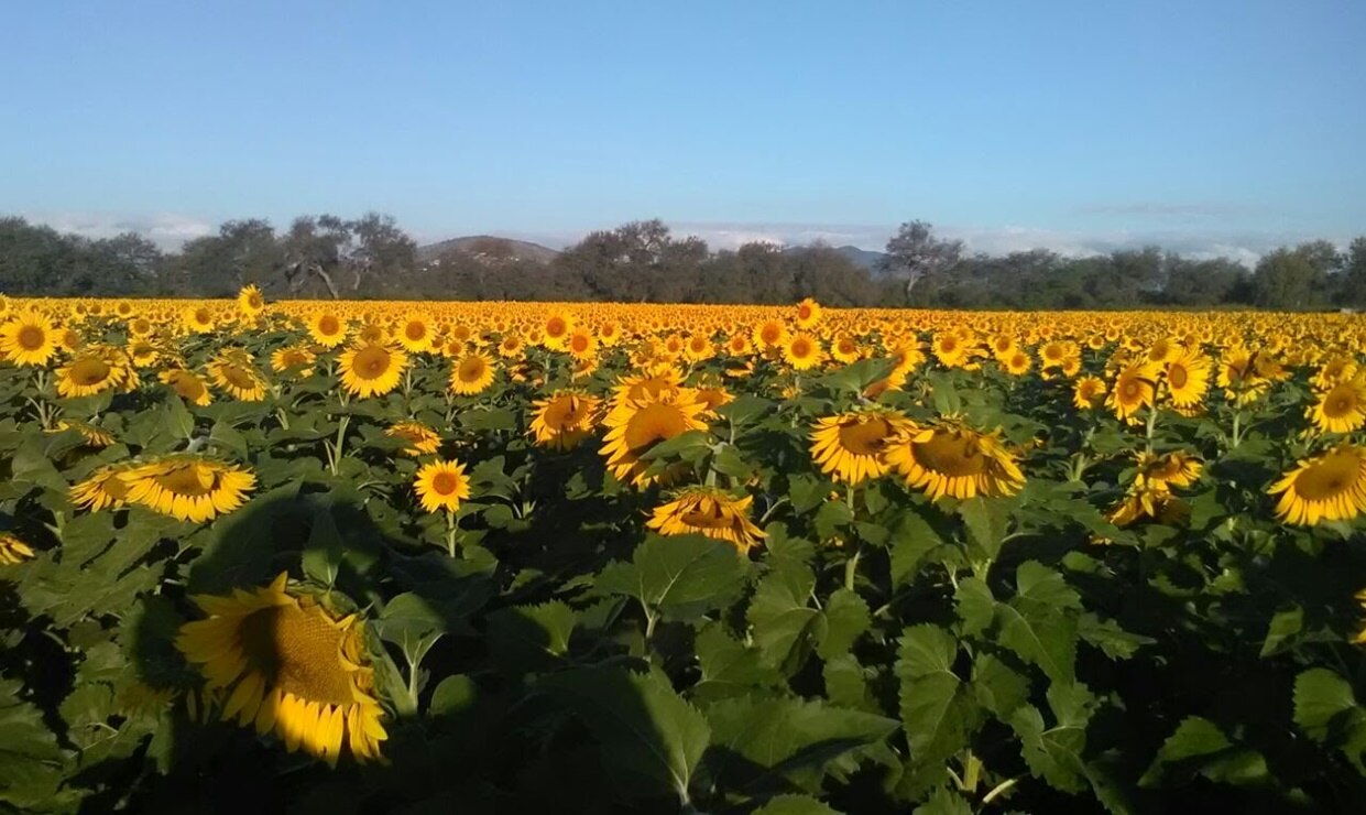 Foto: Gobierno de México