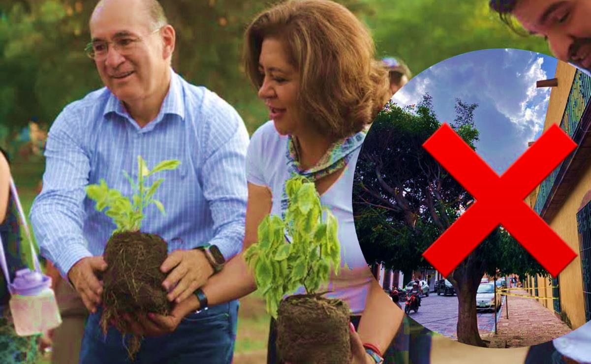 ¿Cuánto es la multa por podar un árbol sin permiso en SLP? 
