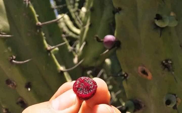 Foto: Facebook Dayana Quinpel Valesami