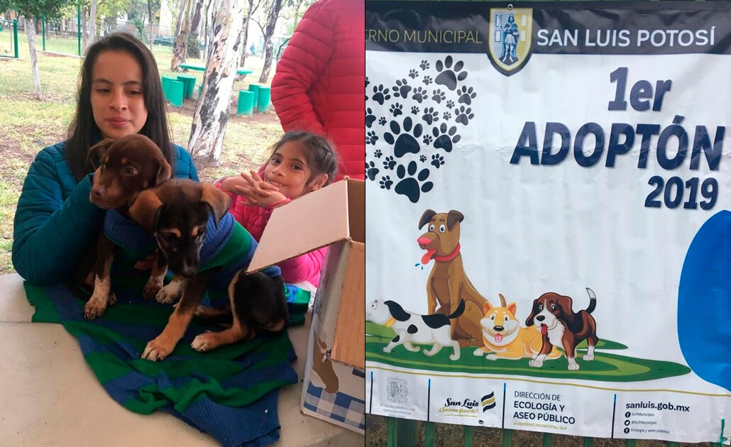 Gobierno capitalino da en adopción a 70 mascotas 