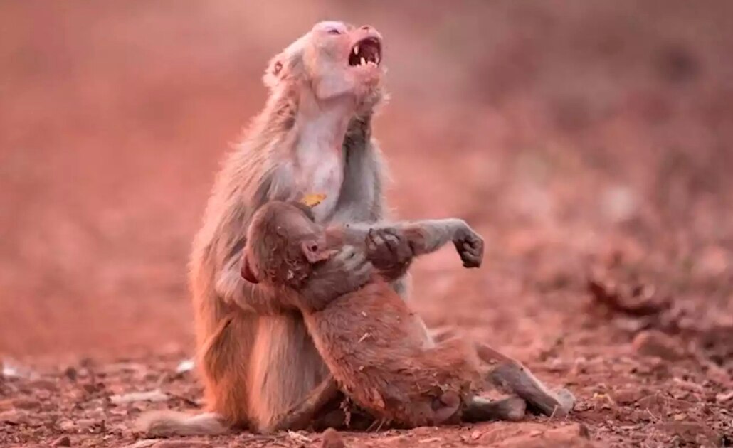 Fotos apócrifas que circulan sobre el incendio en la Amazonia