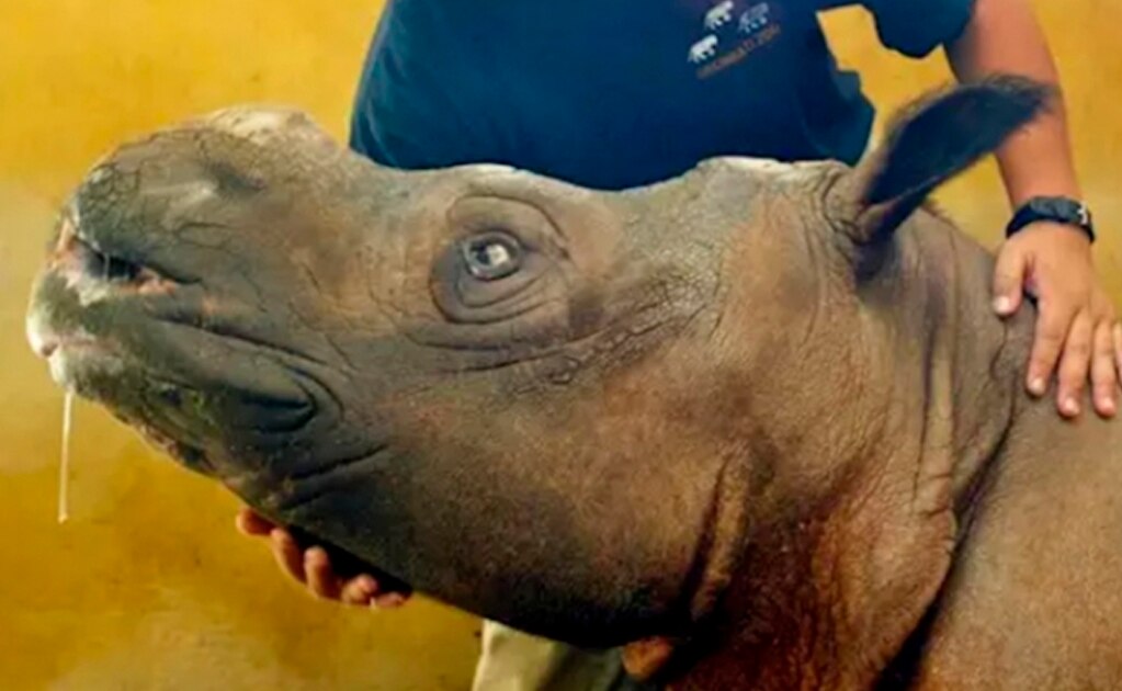 Muere "Imam", la última rinoceronte de Sumatra en Malasia