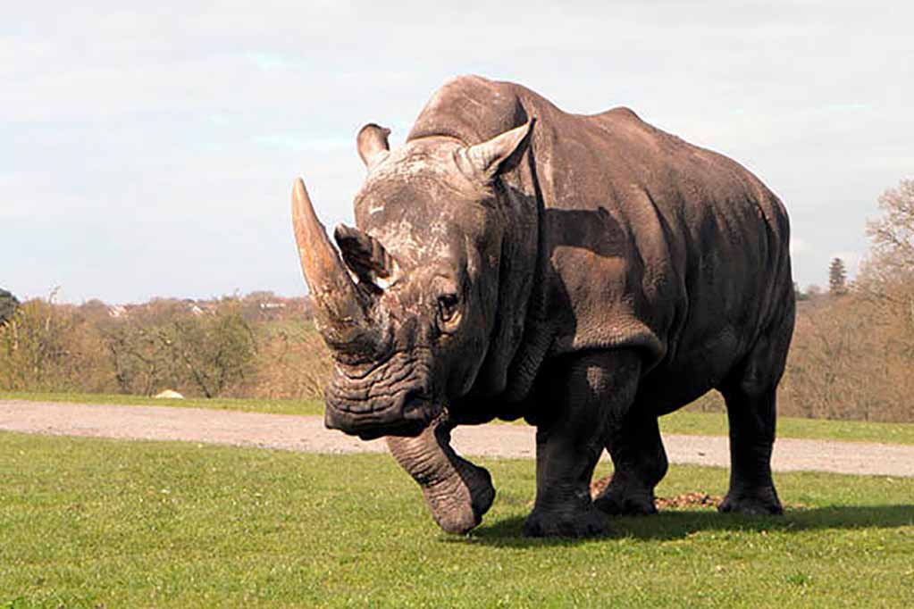 "Salvar especies con heces": excremento de rinoceronte ayuda en estudio sobre conservación