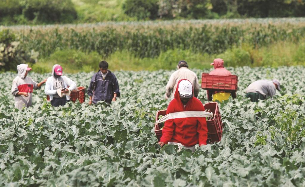 Revisan presunto caso de explotación laboral en Villa de Reyes 