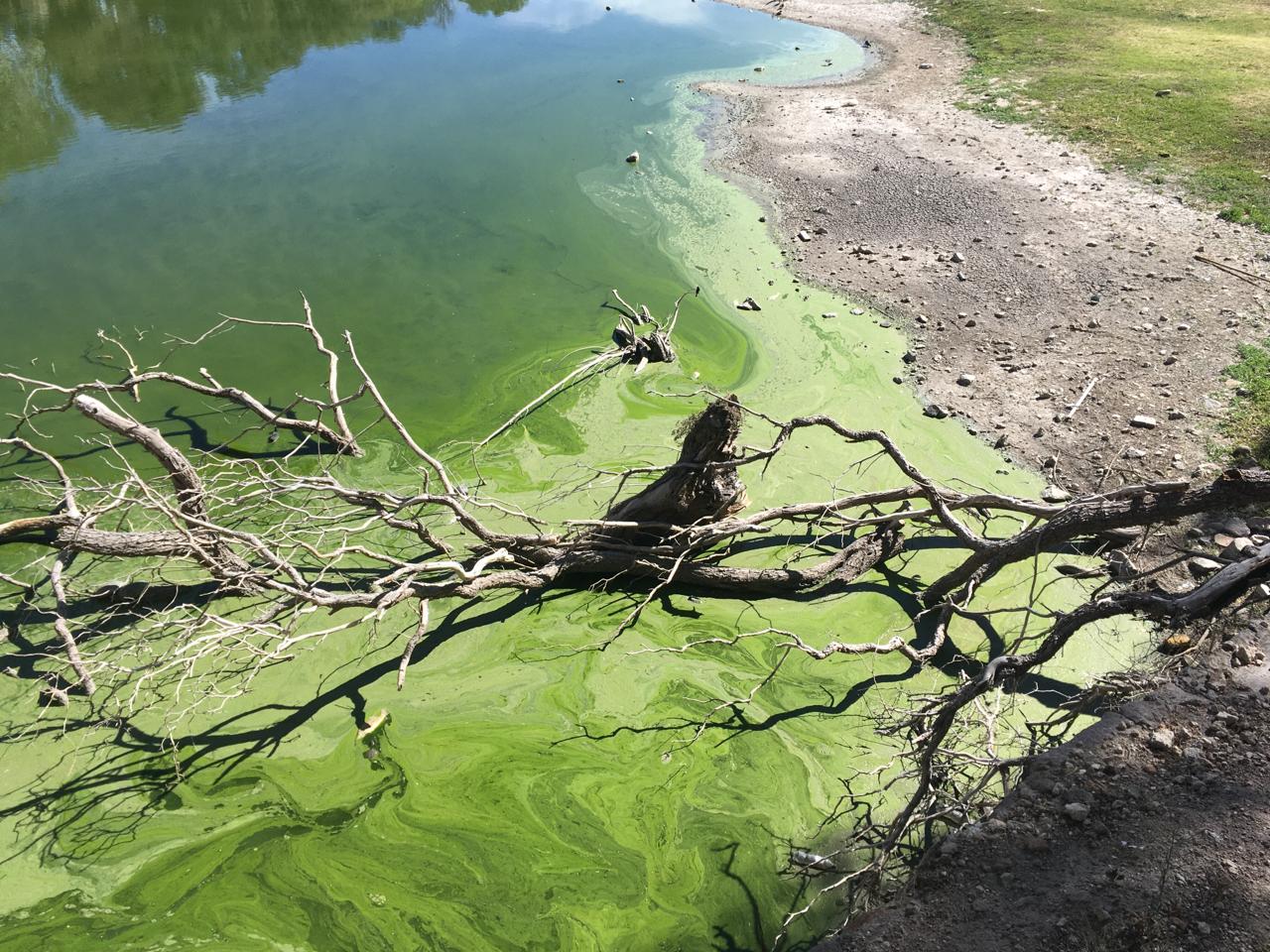 Foto Actual del Lago Menor del Parque Tangamanga I. Foto: Samuel Estrada