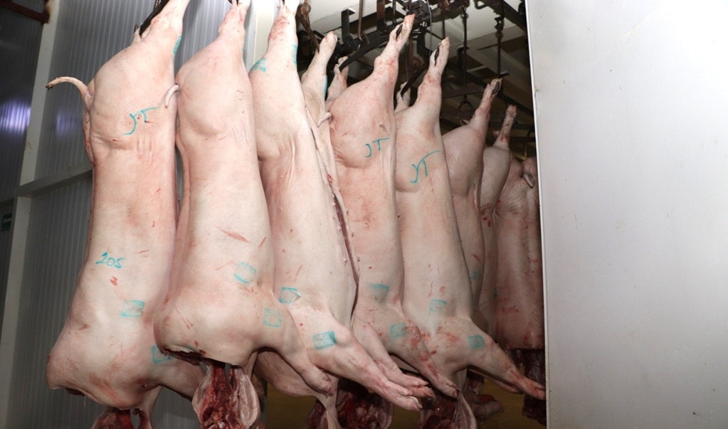 Ayuntamiento de San Luis reduce tarifas del rastro municipal 