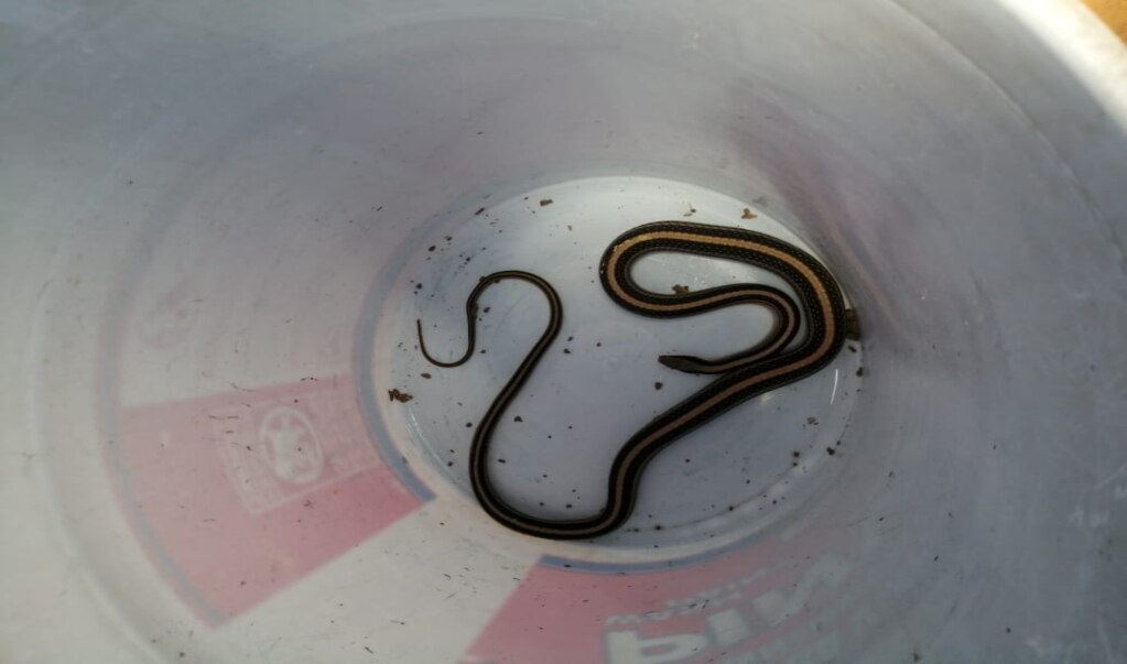 Detecta Protección Civil de Soledad, reptiles y serpientes en zonas habitacionales a causa del calor