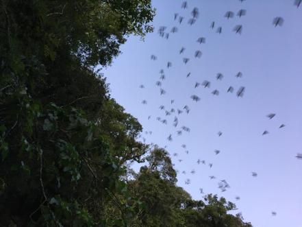 Sótano de las Golondrinas, un espectáculo natural majestuoso sólo en la Huasteca Potosina