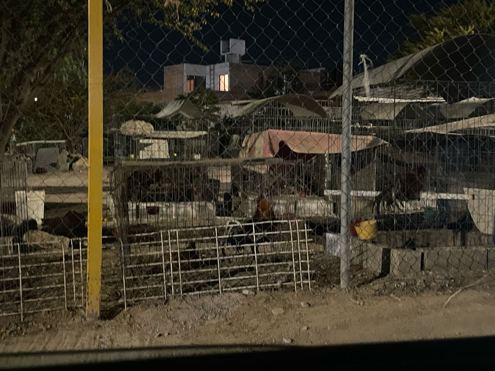 Denuncian criadero clandestino de gallos en zona norte de la capital de SLP