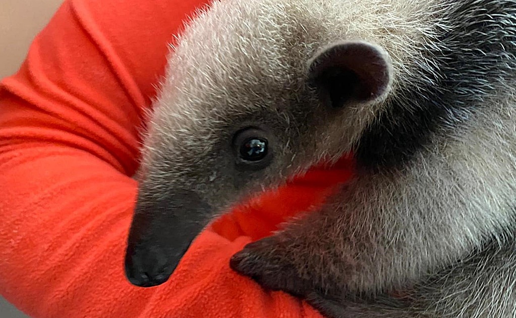 Ena Buenfil, directora de Selva Teenek, señaló a EL UNIVERSAL San Luis Potosí que el animal tiene entre cinco y seis semanas de edad. Foto: Cortesía