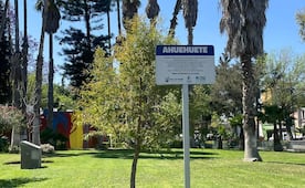 Este árbol de San Luis Potosí guarda una historia de 500 años ligada a la Conquista de México