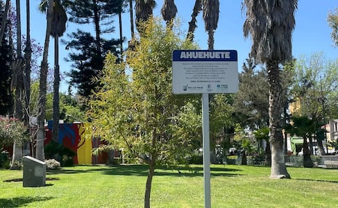 Este árbol de San Luis Potosí guarda una historia de 500 años ligada a la Conquista de México